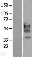 PDCD1 / CD279 / PD-1 Protein - Western validation with an anti-DDK antibody * L: Control HEK293 lysate R: Over-expression lysate