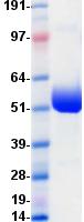 PDCD1 / CD279 / PD-1 Protein