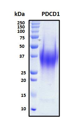 PDCD1 / CD279 / PD-1 Protein