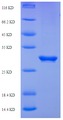 PDCD1 / CD279 / PD-1 Protein