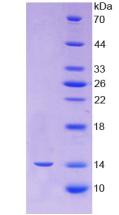 PDCD1 / CD279 / PD-1 Protein - Recombinant Programmed Cell Death Protein 1 By SDS-PAGE