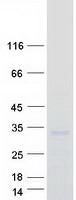 PDCD10 Protein - Purified recombinant protein PDCD10 was analyzed by SDS-PAGE gel and Coomassie Blue Staining