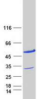 PDCD2L Protein - Purified recombinant protein PDCD2L was analyzed by SDS-PAGE gel and Coomassie Blue Staining