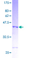 PDCD5 Protein - 12.5% SDS-PAGE of human PDCD5 stained with Coomassie Blue