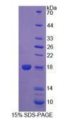 PDCD5 Protein - Recombinant Programmed Cell Death Protein 5 By SDS-PAGE