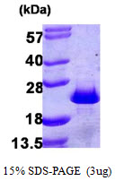 PDCD6 / ALG-2 Protein