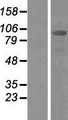 PDCD6IP / ALIX Protein - Western validation with an anti-DDK antibody * L: Control HEK293 lysate R: Over-expression lysate