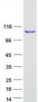 PDCD6IP / ALIX Protein - Purified recombinant protein PDCD6IP was analyzed by SDS-PAGE gel and Coomassie Blue Staining