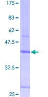 PDCD7 Protein - 12.5% SDS-PAGE of human PDCD7 stained with Coomassie Blue