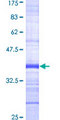 PDCD7 Protein - 12.5% SDS-PAGE Stained with Coomassie Blue.