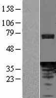 PDCL Protein - Western validation with an anti-DDK antibody * L: Control HEK293 lysate R: Over-expression lysate