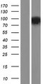 PDE10A Protein - Western validation with an anti-DDK antibody * L: Control HEK293 lysate R: Over-expression lysate