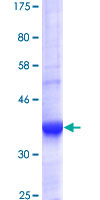 PDE10A Protein - 12.5% SDS-PAGE Stained with Coomassie Blue.