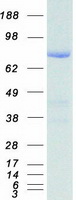 PDE10A Protein - Purified recombinant protein PDE10A was analyzed by SDS-PAGE gel and Coomassie Blue Staining