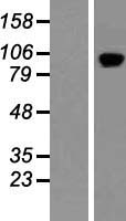 PDE11A Protein - Western validation with an anti-DDK antibody * L: Control HEK293 lysate R: Over-expression lysate