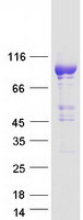 PDE11A Protein - Purified recombinant protein PDE11A was analyzed by SDS-PAGE gel and Coomassie Blue Staining