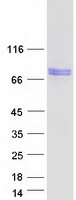 PDE12 Protein - Purified recombinant protein PDE12 was analyzed by SDS-PAGE gel and Coomassie Blue Staining