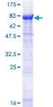 PDE1A Protein - 12.5% SDS-PAGE of human PDE1A stained with Coomassie Blue