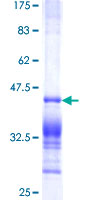 PDE1A Protein - 12.5% SDS-PAGE Stained with Coomassie Blue.