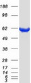 PDE1B Protein - Purified recombinant protein PDE1B was analyzed by SDS-PAGE gel and Coomassie Blue Staining
