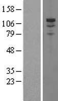 PDE3A Protein - Western validation with an anti-DDK antibody * L: Control HEK293 lysate R: Over-expression lysate