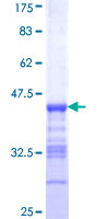 PDE3B Protein - 12.5% SDS-PAGE Stained with Coomassie Blue.