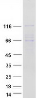 PDE3B Protein - Purified recombinant protein PDE3B was analyzed by SDS-PAGE gel and Coomassie Blue Staining