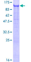 PDE4A / PDE4 Protein - 12.5% SDS-PAGE of human PDE4A stained with Coomassie Blue