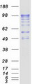 PDE4A / PDE4 Protein - Purified recombinant protein PDE4A was analyzed by SDS-PAGE gel and Coomassie Blue Staining
