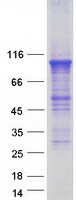 PDE4B Protein - Purified recombinant protein PDE4B was analyzed by SDS-PAGE gel and Coomassie Blue Staining