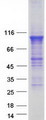 PDE4B Protein - Purified recombinant protein PDE4B was analyzed by SDS-PAGE gel and Coomassie Blue Staining