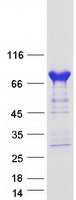 PDE4C Protein - Purified recombinant protein PDE4C was analyzed by SDS-PAGE gel and Coomassie Blue Staining