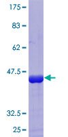 PDE4D Protein - 12.5% SDS-PAGE Stained with Coomassie Blue.