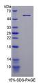 PDE4D Protein - Recombinant Phosphodiesterase 4D, cAMP Specific By SDS-PAGE