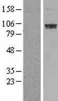 PDE6A / PDE6 Alpha Protein - Western validation with an anti-DDK antibody * L: Control HEK293 lysate R: Over-expression lysate