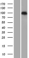 PDE6C Protein - Western validation with an anti-DDK antibody * L: Control HEK293 lysate R: Over-expression lysate