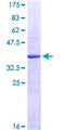 PDE6C Protein - 12.5% SDS-PAGE Stained with Coomassie Blue.