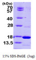 PDE6D / PDE6 Delta Protein
