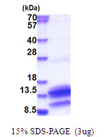 PDE6H Protein
