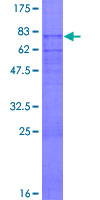 PDE7A Protein - 12.5% SDS-PAGE of human PDE7A stained with Coomassie Blue