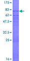 PDE7A Protein - 12.5% SDS-PAGE of human PDE7A stained with Coomassie Blue