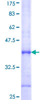 PDE7A Protein - 12.5% SDS-PAGE Stained with Coomassie Blue.