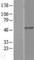 PDE7B Protein - Western validation with an anti-DDK antibody * L: Control HEK293 lysate R: Over-expression lysate