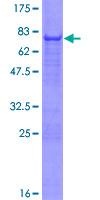PDE7B Protein - 12.5% SDS-PAGE of human PDE7B stained with Coomassie Blue