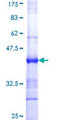 PDE7B Protein - 12.5% SDS-PAGE Stained with Coomassie Blue.