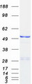 PDE7B Protein - Purified recombinant protein PDE7B was analyzed by SDS-PAGE gel and Coomassie Blue Staining