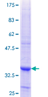 PDE8A Protein - 12.5% SDS-PAGE Stained with Coomassie Blue.