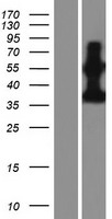 PDE9A Protein - Western validation with an anti-DDK antibody * L: Control HEK293 lysate R: Over-expression lysate