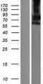 PDE9A Protein - Western validation with an anti-DDK antibody * L: Control HEK293 lysate R: Over-expression lysate