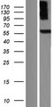 PDE9A Protein - Western validation with an anti-DDK antibody * L: Control HEK293 lysate R: Over-expression lysate